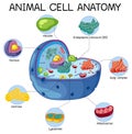 Anatomy of animal cell Biology Diagram