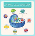 Anatomy of animal cell Biology Diagram