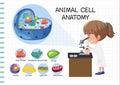 Anatomy of animal cell Biology Diagram