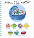 Anatomy of animal cell Biology Diagram