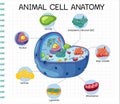 Anatomy of animal cell (Biology Diagram Royalty Free Stock Photo