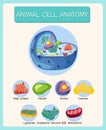 Anatomy of animal cell (Biology Diagram Royalty Free Stock Photo