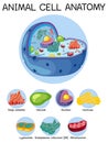 Anatomy of animal cell (Biology Diagram