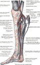 Anatomy of anterior tibial artery of the leg