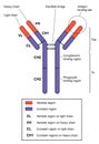 Anatomy of an antibody