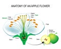 Anatomy of an apple flower Royalty Free Stock Photo