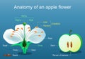 Anatomy of apple flower. Structure and Parts of Flower and fruit Royalty Free Stock Photo