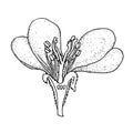 Anatomy of apple tree flower. Hand drawn black realistic outline vector illustration.