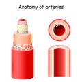 Anatomy of arteries. Structure of blood vessel Royalty Free Stock Photo