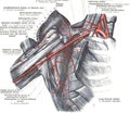 Anatomy of axillary artery on a white background