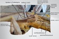 anatomy of superficial flexor muscles of the back of the leg with popliteal fossa