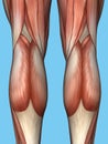 Anatomy of back of legs.