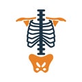 Anatomy, backbone, body, ribs, spine, organ, skeleton icon. Editable vector graphics.