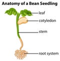 Anatomy of bean seedling on chart Royalty Free Stock Photo
