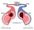 Anatomy of blood vessels