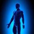 Anatomy Body - Iso View - Blue concept Royalty Free Stock Photo