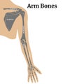 Anatomy of the bones of the arm and shoulder blade Royalty Free Stock Photo