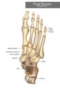 Anatomy Bones of the Feet. Superior view