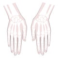 Anatomy Bones hand. Palm and fingers with nails. Vector image on white background