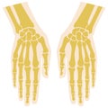 Anatomy Bones hand. Palm and fingers with nails. Vector image on white background