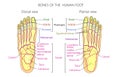 Anatomy_bones of the human foot dorsal and plantar view