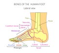 Anatomy_bones of the human foot lateral view
