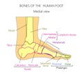 Anatomy_bones of the human foot medial view