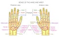 Anatomy_bones of the human hand