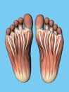 Anatomy bottom view of foot.