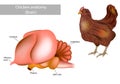 Anatomy brain of the chicken. Side view of the brain of the chicken. Poultry Royalty Free Stock Photo