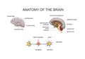 ANATOMY OF THE BRAIN Royalty Free Stock Photo