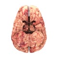 Anatomy Brain - Side View Isolated Royalty Free Stock Photo