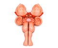 Anatomy of brain system, brainstem