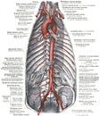 Anatomy of branches of the aortic arch