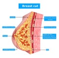 Anatomy of breast