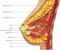 Anatomy of the breast. Vector