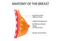 Anatomy of the breast