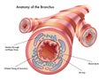 Anatomy of the bronchus Royalty Free Stock Photo