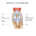 Anatomy of the canine knee Royalty Free Stock Photo