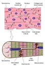 Anatomy of cardiac muscle Royalty Free Stock Photo