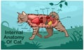 Anatomy Of Cat Cartoon Design Vector Illustration Royalty Free Stock Photo