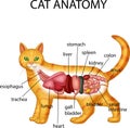 Anatomy of cat Royalty Free Stock Photo