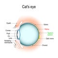 Anatomy of the cat`s or dog`s eye.