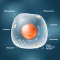 Anatomy of animal cell. Royalty Free Stock Photo