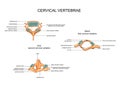 Anatomy of cervical vertebrae Royalty Free Stock Photo