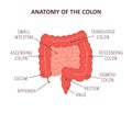 Anatomy of the colon with description parts. Intestine icon. Human internal organ. Health bowel. Medical vector Royalty Free Stock Photo