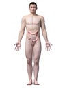 Anatomy of the colon
