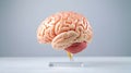 Anatomy of Concussion: 3D Brain Model Visual Representation Royalty Free Stock Photo