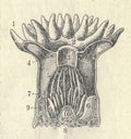 Anatomy of a coral polyp. Old engraved picture of the coral polyp. Book illustration published 1907. Royalty Free Stock Photo