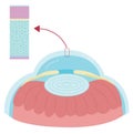 Anatomy of cornea in body human